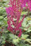 Kiinanjaloangervo Vision in Red - Perennat - 76300 - 1