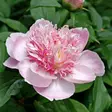 Kiinanpioni Do Tell - Perennat - 73760 - 1