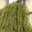 Kyynelkoivu Youngii - Koristepuut - 4050 - 1