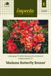 Leijonankita F1 Madame Butterfly Bronze - Kukkien ja koristeheinien siemenet - 7332756210550 - 1