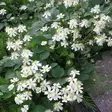 Lumikärhö Summer Snow (Paul Farges) - Köynnöskasvit - 50590 - 2