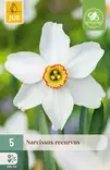 Narsissi Recurvus 5kpl/pkt - Narsissit - 8712438513190 - 1
