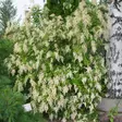 Nukka-Angervo - Koristepensaat - 45750 - 1