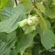 Pähkinäpensas - Erikoismarjat ja hyötykasvit - 4540 - 1