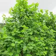 Pähkinäpensas - Erikoismarjat ja hyötykasvit - 4540 - 2