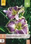 Päivänlilja Bestseller 1 kpl/pkt -  - 8712438634840 - 1