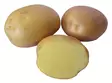 Peruna Jussi 1 kg 30-55 mm - Siemenet ja sipulit - 6417486003960 - 1