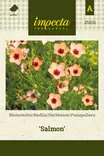 Punapellava Salmon - Kukkien ja koristeheinien siemenet - 7332756250310 - 1