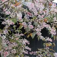 Purppuratuomi Colorata - Koristepuut - 4350 - 2