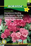 Silkkikukka, Iso-, lajitelma Amoena Mix - Kukkien ja koristeheinien siemenet - 5708787018250 - 0