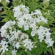 Syysleimu Early White - Perennat - 74110 - 1