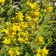 Tarha-alpi - Perennat - 7350 - 1