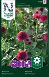 Tsinnia, Iso-, Cresto! Violet - Kukkien ja koristeheinien siemenet - 7312600959880 - 0