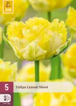 Tulpaani Lemon Shoot 5 kpl/pkt - Tulppaanit - 8720873008850 - 1