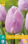 Tulppaani Candy Prince 7 kpl/pkt - Tulppaanit - 8712438502170 - 1