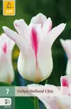 Tulppaani Holland Chic 7 kpl/pkt - Tulppaanit - 8712438505140 - 1