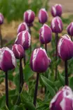 Tulppaani Librije 6kpl/pkt - Tulppaanit - 8711148308430 - 1
