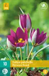 Tulppaani Pulch.Persian Pearl 10 kpl/pkt - Tulppaanit - 8712438510250 - 2