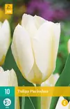 Tulppaani Purissima 7 kpl/pkt - Tulppaanit - 8712438508400 - 2