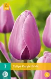 Tulppaani Purple Pride 7 kpl/pkt - Tulppaanit - 8712438974960 - 2