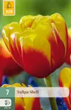 Tulppaani Shell 7 kpl/pkt - Tulppaanit - 8712438989490 - 1