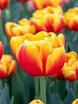 Tulppaani Shell 7 kpl/pkt - Tulppaanit - 8712438989490 - 2