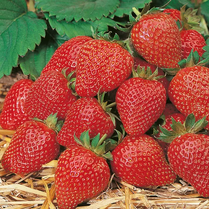 Amppelimansikka Elan - Mansikat - 21010 - 1