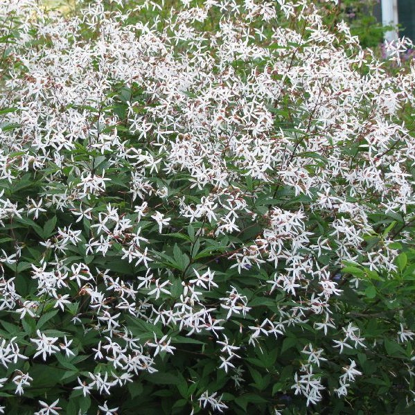 Enkeliperhoangervo - Perennat - 7240 - 1