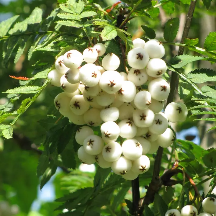 Helmipihlaja - Koristepuut - 42090 - 1