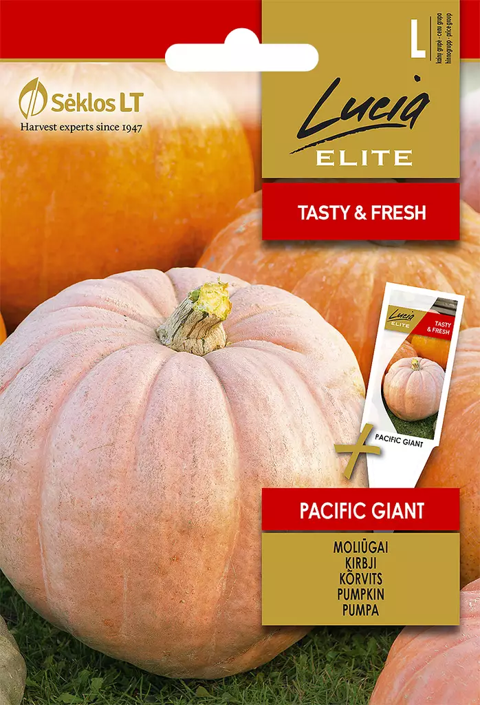 JÄTTIKURPITSA ELITE PACIFIC GIANT - Vihannesten ja yrttien siemenet - 4770168121430 - 0