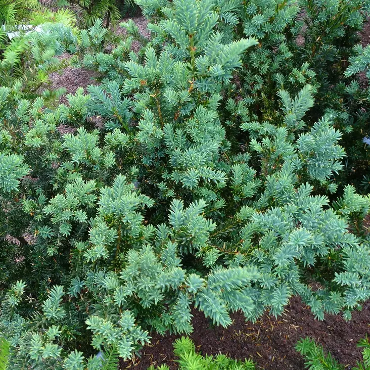 Kääpiöjapaninmarjakuusi Nana 50-60 - Havupuut - 62020 - 1