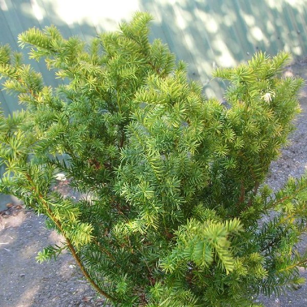 Kartiomarjakuusi Farmen 60-80 - Havupuut - 62110 - 1