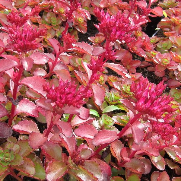 Kaukasianmaksaruoho Fuldaglut - Perennat - 75310 - 1