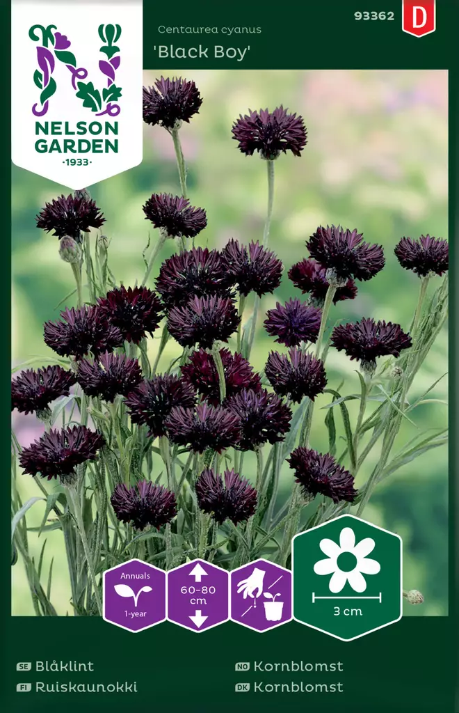 Kaunokki, Ruis-, Black Boy - Kukkien ja koristeheinien siemenet - 7312600933620 - 0