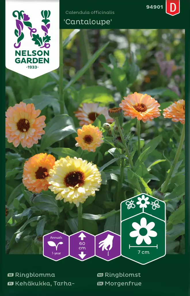 Kehäkukka, Tarha-, Cantaloupe - Kukkien ja koristeheinien siemenet - 7312600949010 - 0