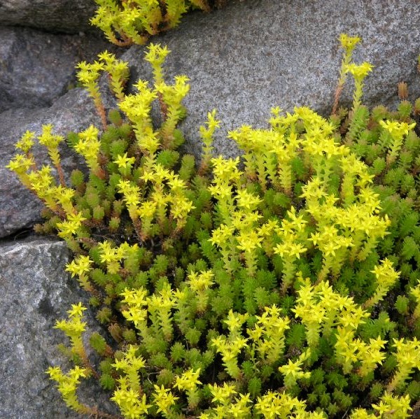 Keltamaksaruoho - Perennat - 7510 - 1