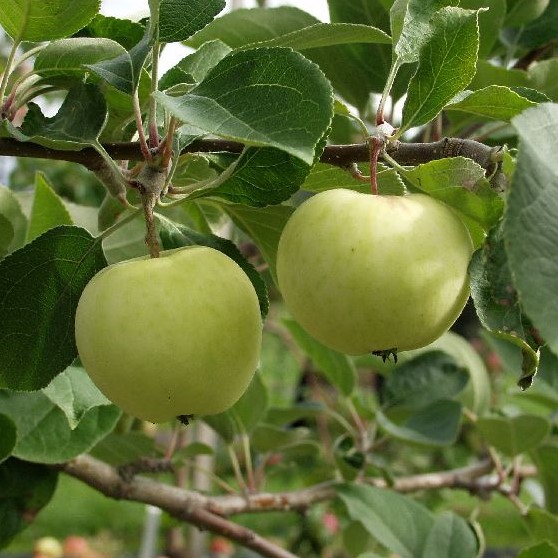 Kesäomena Valkeakuulas - Omenapuut - 1080 - 1