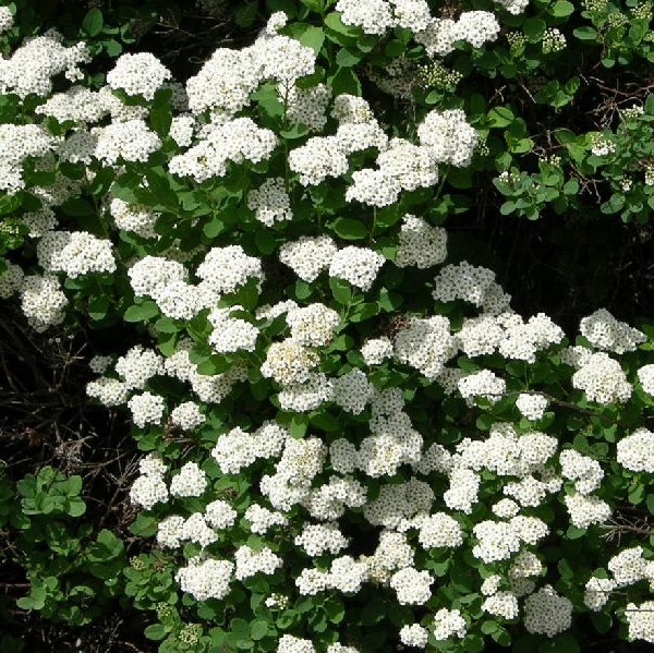 Koivuangervo - Koristepensaat - 4680 - 1