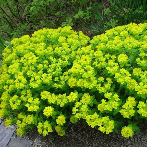 Kultatyräkki - Perennat - 7210 - 1