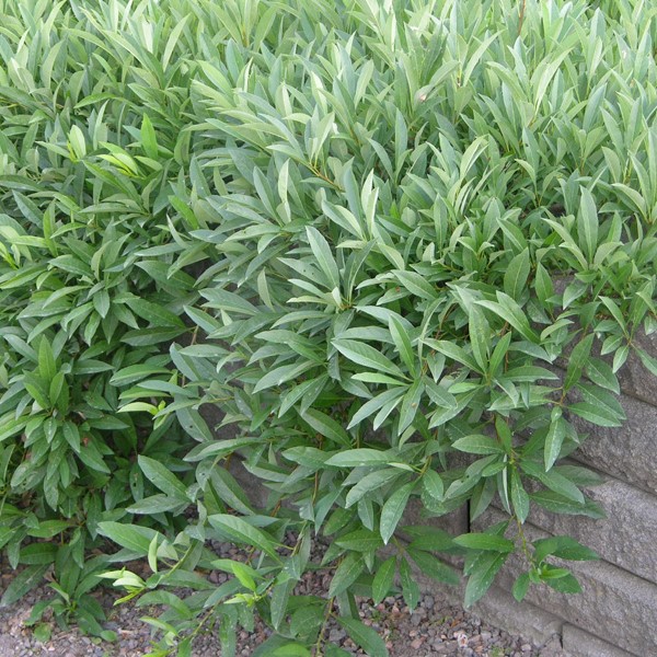 Lamohietakirsikka - Koristepensaat - 4640 - 1