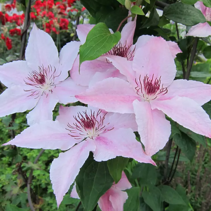 Loistokärhö Hagley Hybrid - Köynnöskasvit - 5070 - 1