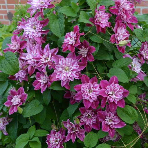 Loistokärhö My Darling - Köynnöskasvit - 50770 - 1