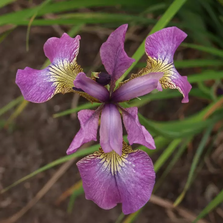 Loistokurjenmiekka Sparkling Rose - Perennat - 72910 - 1