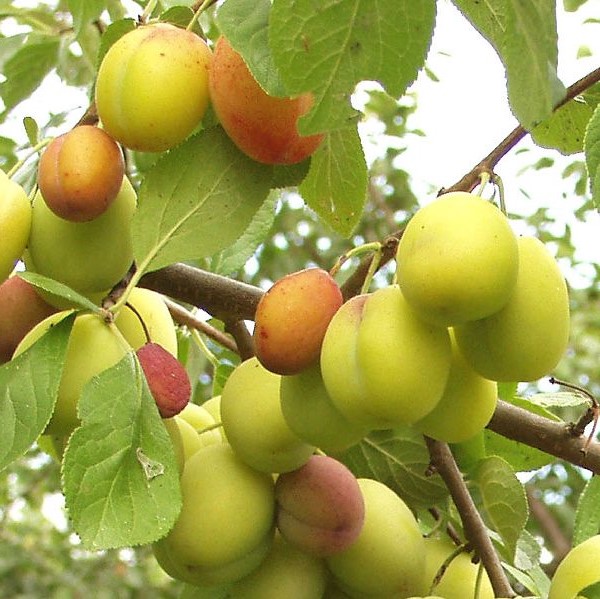 Luumupuu Victoria - Luumupuut - 1330 - 1