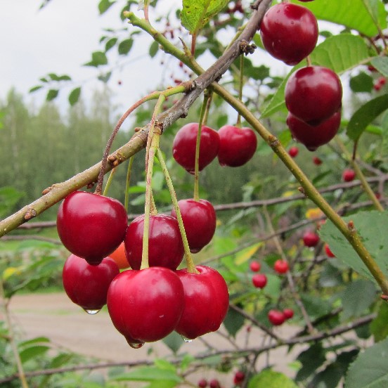 Makeakirsikka Sunburst, hillitty - Kirsikkapuut - 13890 - 1