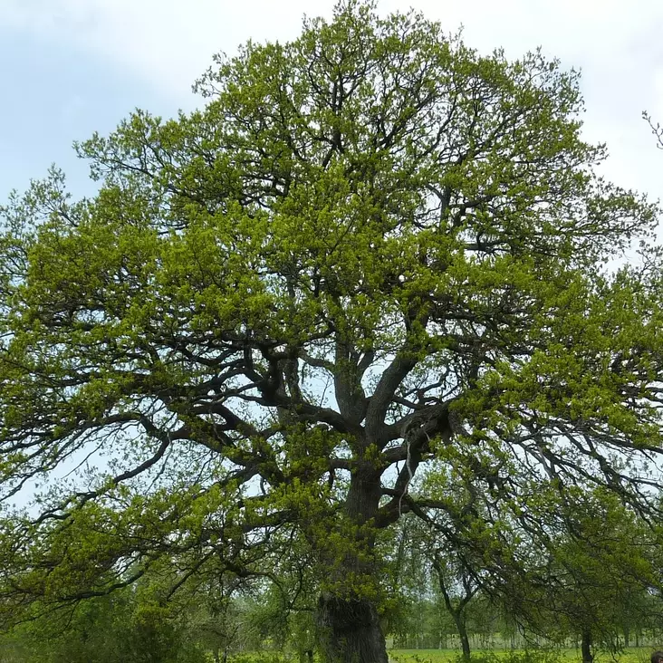 Metsätammi - Koristepuut - 41500 - 1