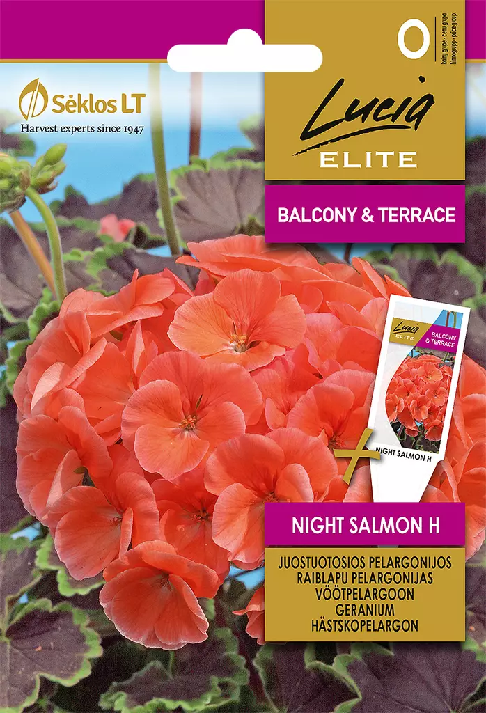 PELARGONI ELITE NIGHT SALMON H - Kukkien ja koristeheinien siemenet - 4770168917910 - 0