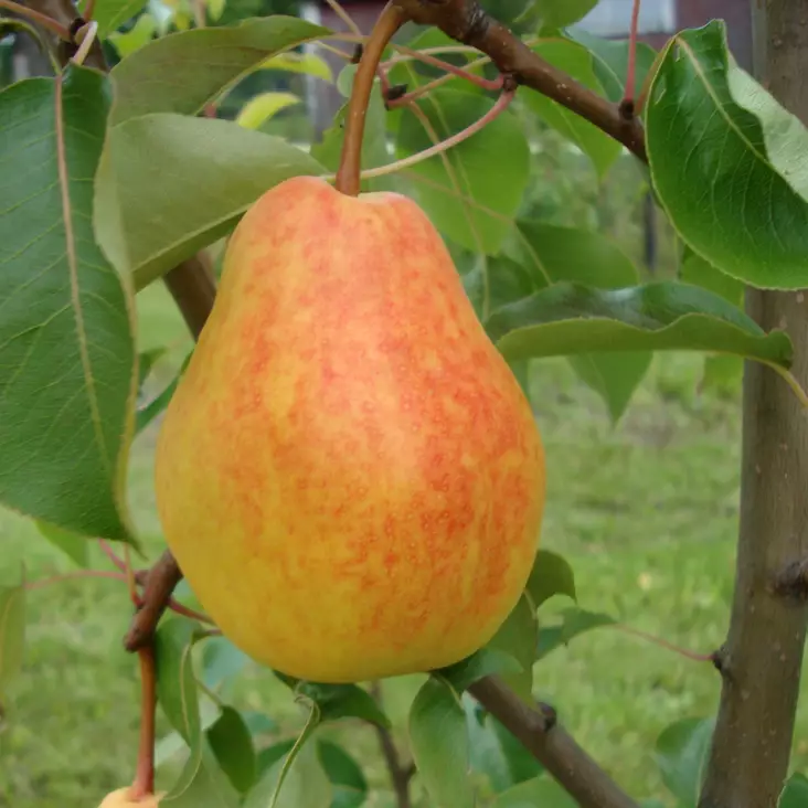 Päärynä Lada - Päärynäpuut - 13440 - 1