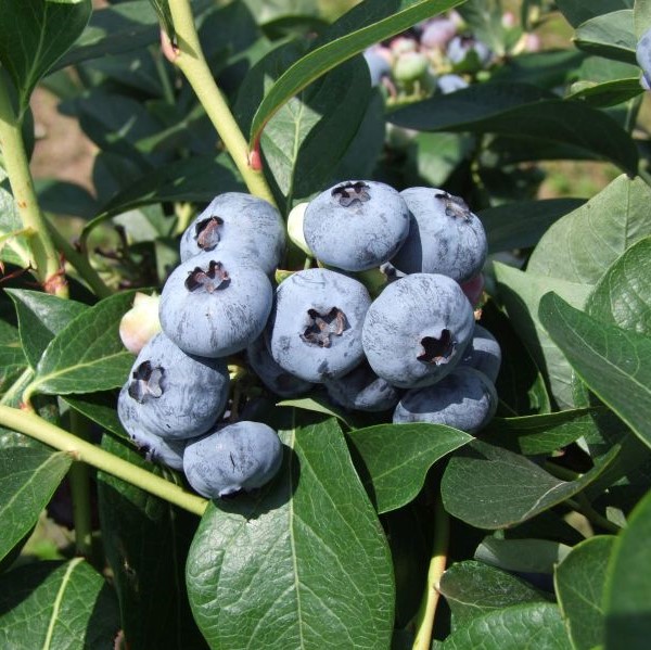 Pensasmustikka Chandler - Mustikat - 2260 - 1