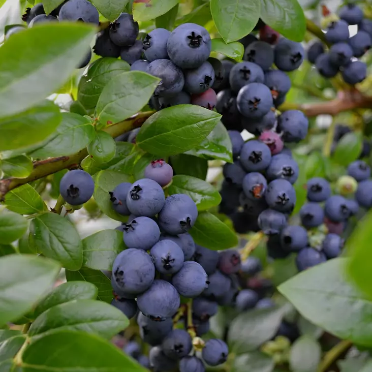 Pensasmustikka Jorma - Mustikat - 2250 - 1